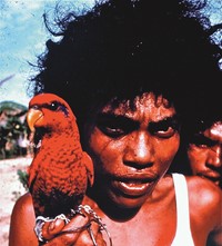 parrot