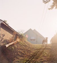 Dog on Hill (Sunrise), Omaha, NE