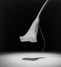 Mappplethorpe_93.4302_Calla Lily 1986