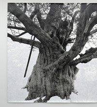 Tacita Dean_Crowhurst II_2007