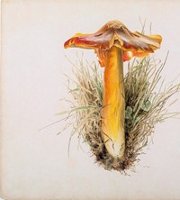 3. Beatrix Potter, Hygrophorus puniceus, pencil an