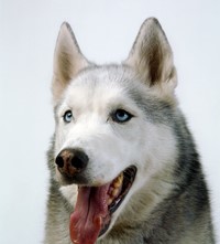 Buck_Ellison_Living_Trust_08_Every Good Boy Does F