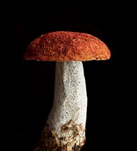 2. Amanda Cobbett, ‘Fungi’ © Andrew Montgomery