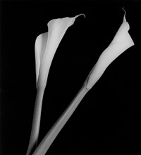 7_Robert Mapplethorpe_Calla Lilies_1985_Courtesy o