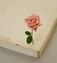 CASPER_SEJERSEN_COB_One Perfect Rose2019_007