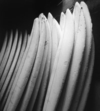 Anthony Friedkin Daniel Cooney surf photography exhibition