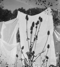 Romance Ritual Michael James Fox photography film