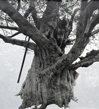 Tacita Dean_Crowhurst II_2007
