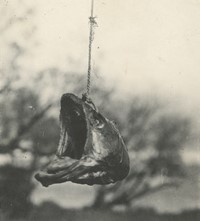 Photographs from the Collection of Charlie Beesley