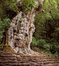 Rachel Sussman_Jomon Sugi, Japanese Cedar #0704-00