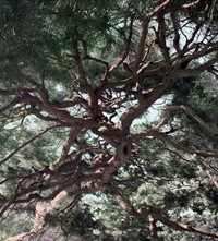 Shi Guowei_Pine_2016