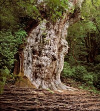 Rachel Sussman_Jomon Sugi, Japanese Cedar #0704-00