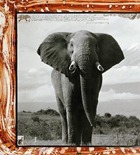 Peter Beard Kim Jones Interview Book 2020