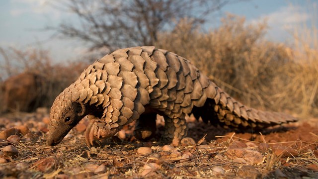 pangolin-cites-03