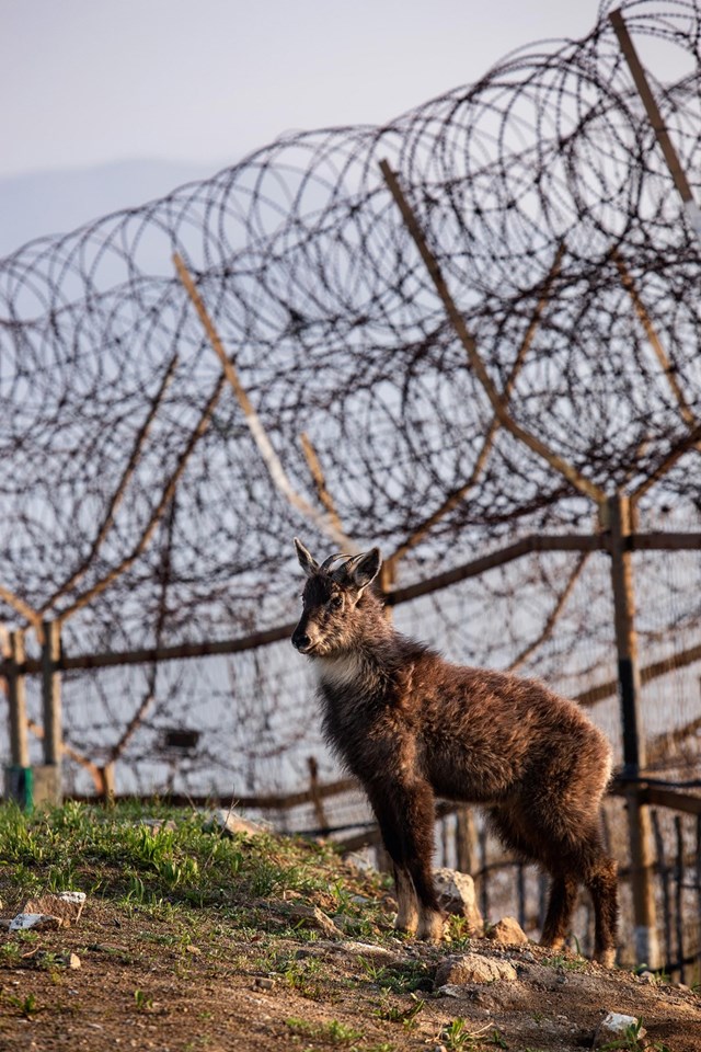 DMZ: Demilitarized Zone of Korea Park Jongwoo