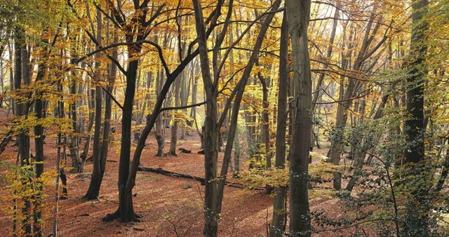 www.visiteppingforest