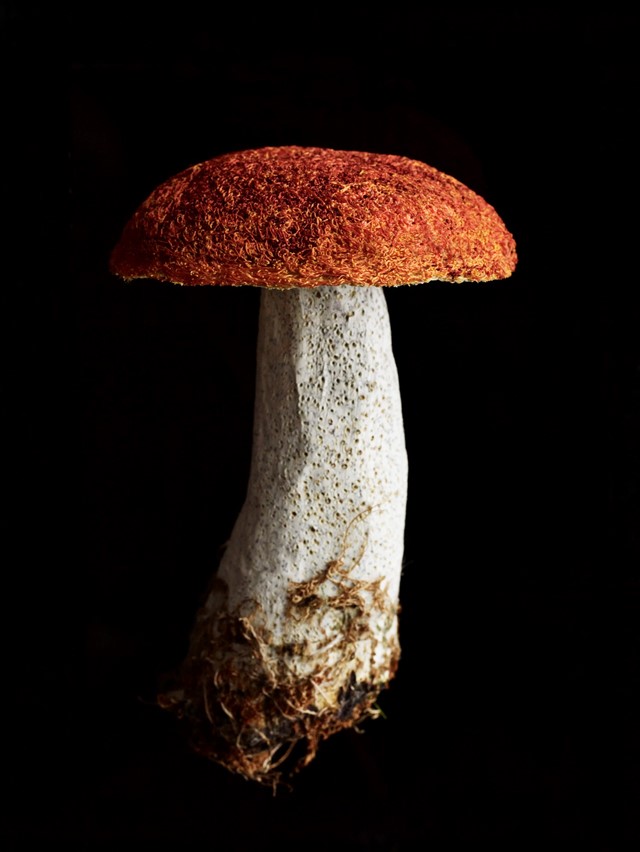 2. Amanda Cobbett, ‘Fungi’ © Andrew Montgomery