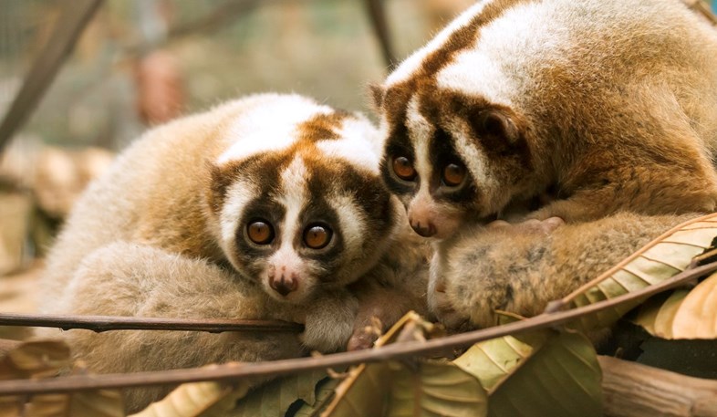 slow_loris_pair_copy