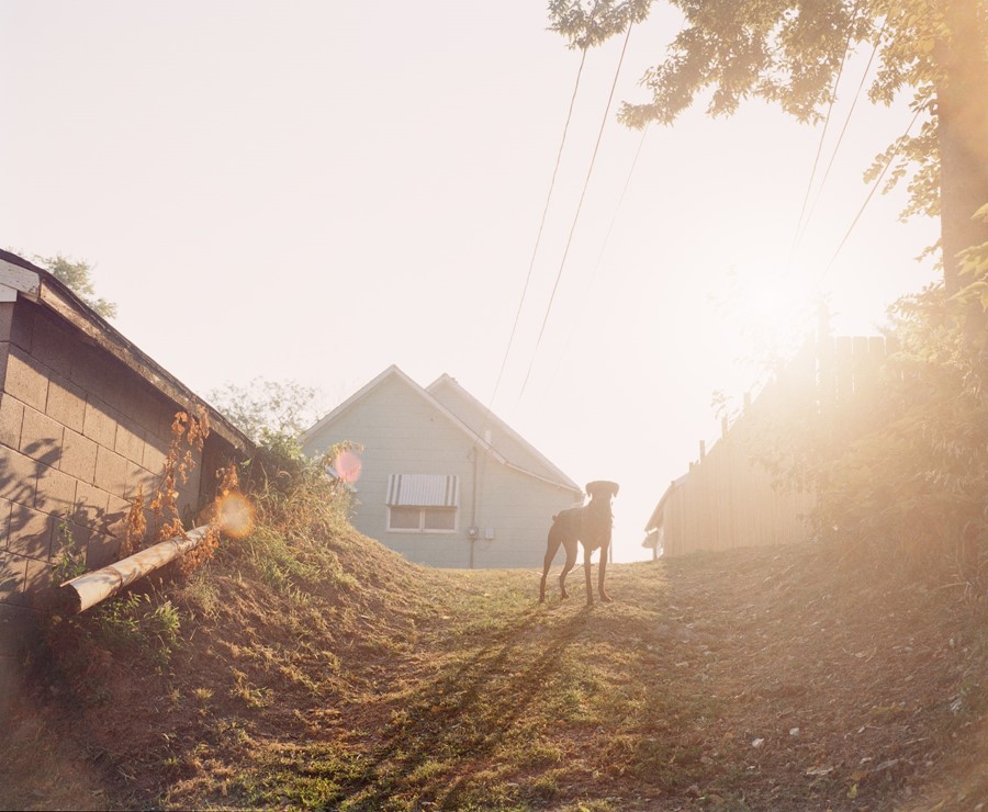 Dog on Hill (Sunrise), Omaha, NE