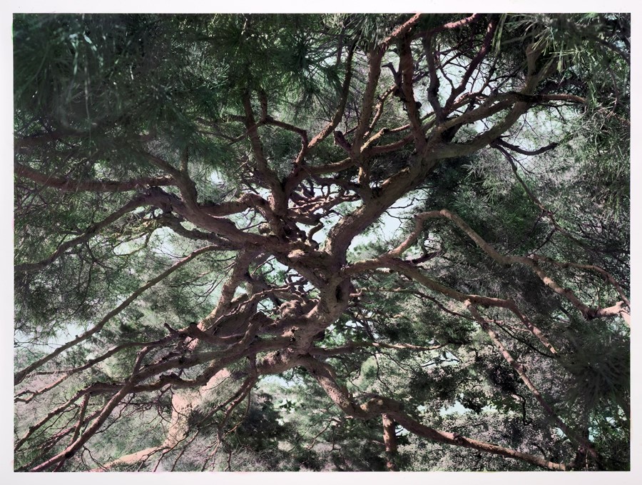 Shi Guowei_Pine_2016
