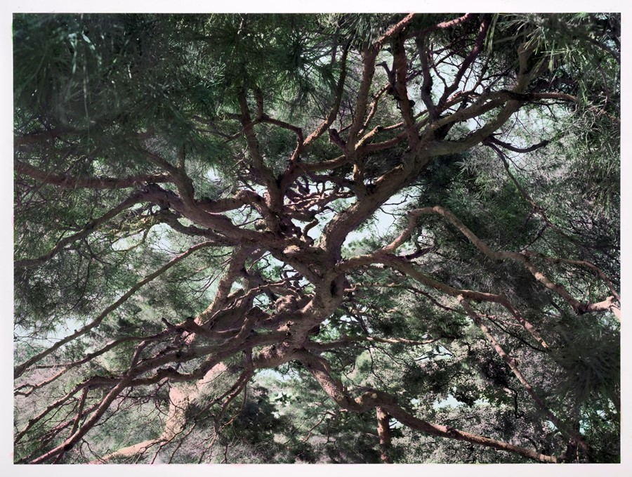 Shi Guowei_Pine_2016