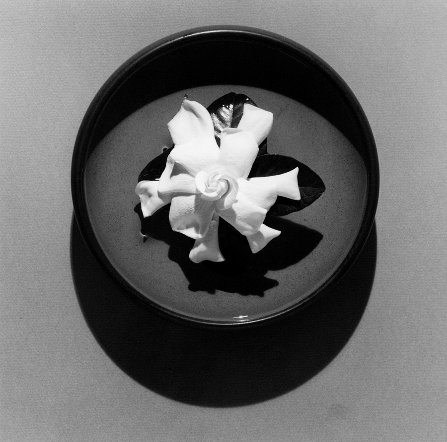 2_Robert Mapplethorpe_Gardenia, 1978_Courtesy of G