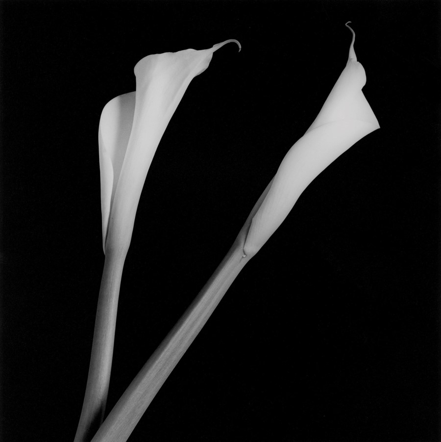 7_Robert Mapplethorpe_Calla Lilies_1985_Courtesy o